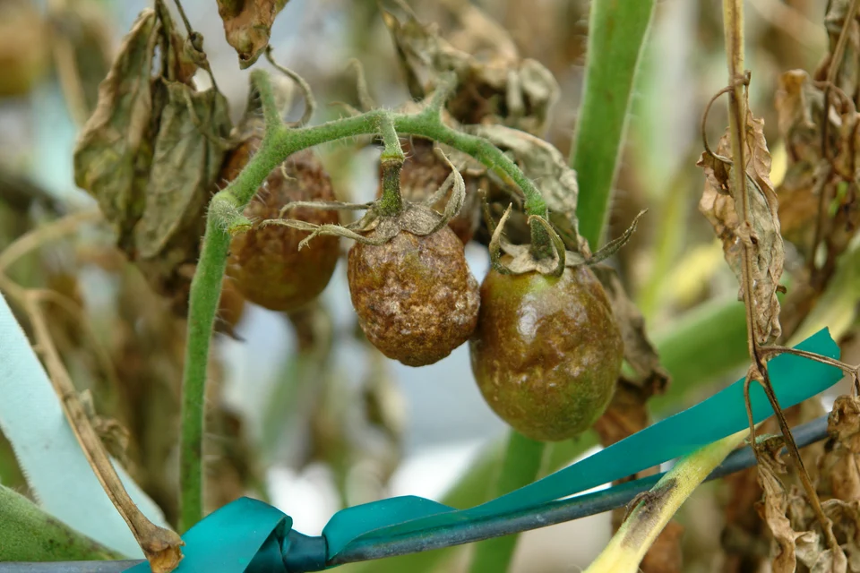 Tomates con lesiones extensas de tizón tardío fotografiados por Scot Nelson.