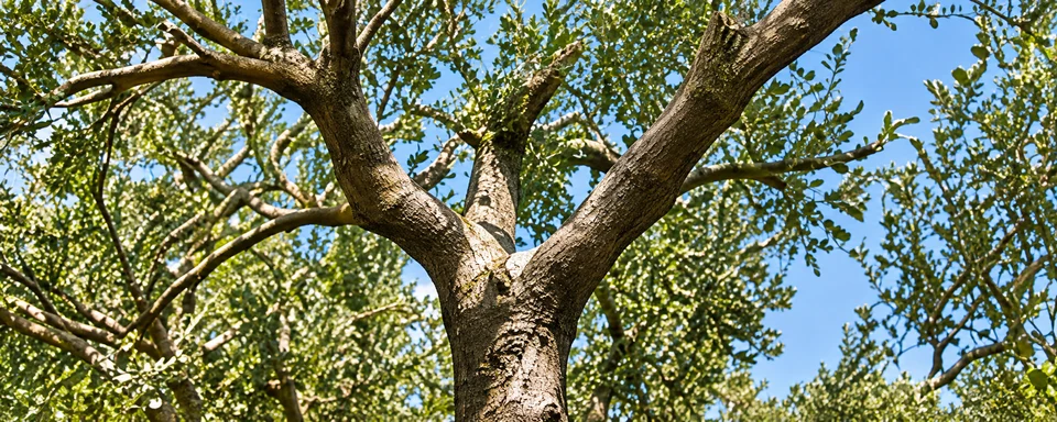 Ramas de un árbol vistas entre hojas y cielo azul