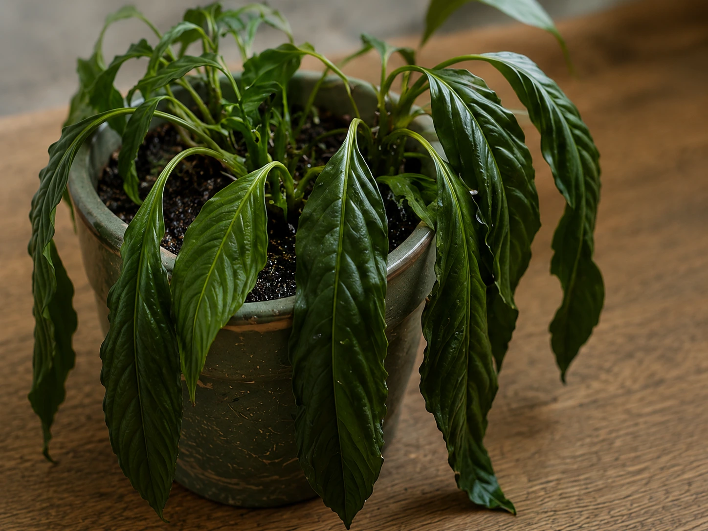 Planta con hojas caídas aunque la tierra de la maceta sigue húmeda