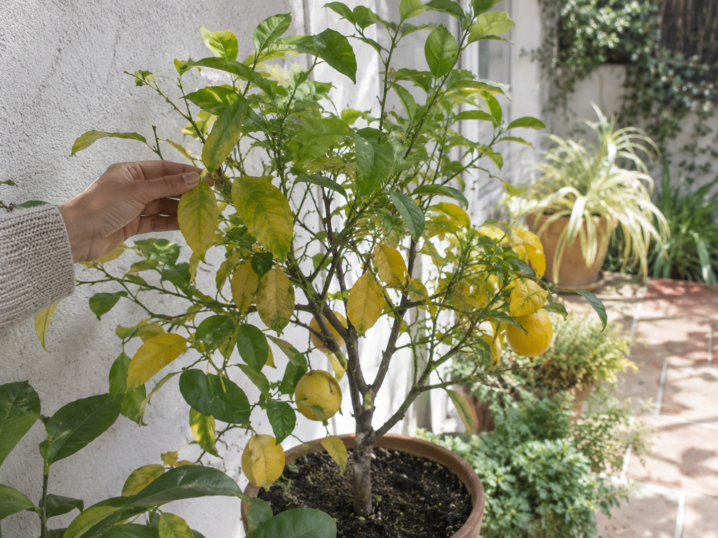 Limonero en maceta con hojas amarillas siendo revisado a mano en un patio luminoso