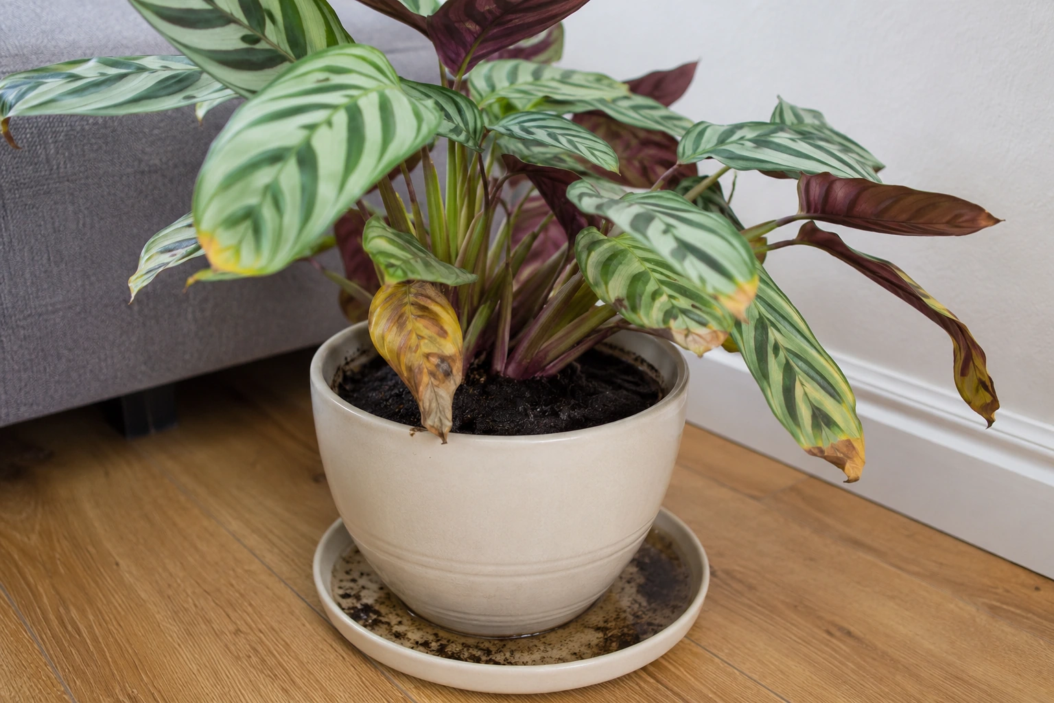 Calathea con hojas amarillas y sustrato muy húmedo por exceso de riego
