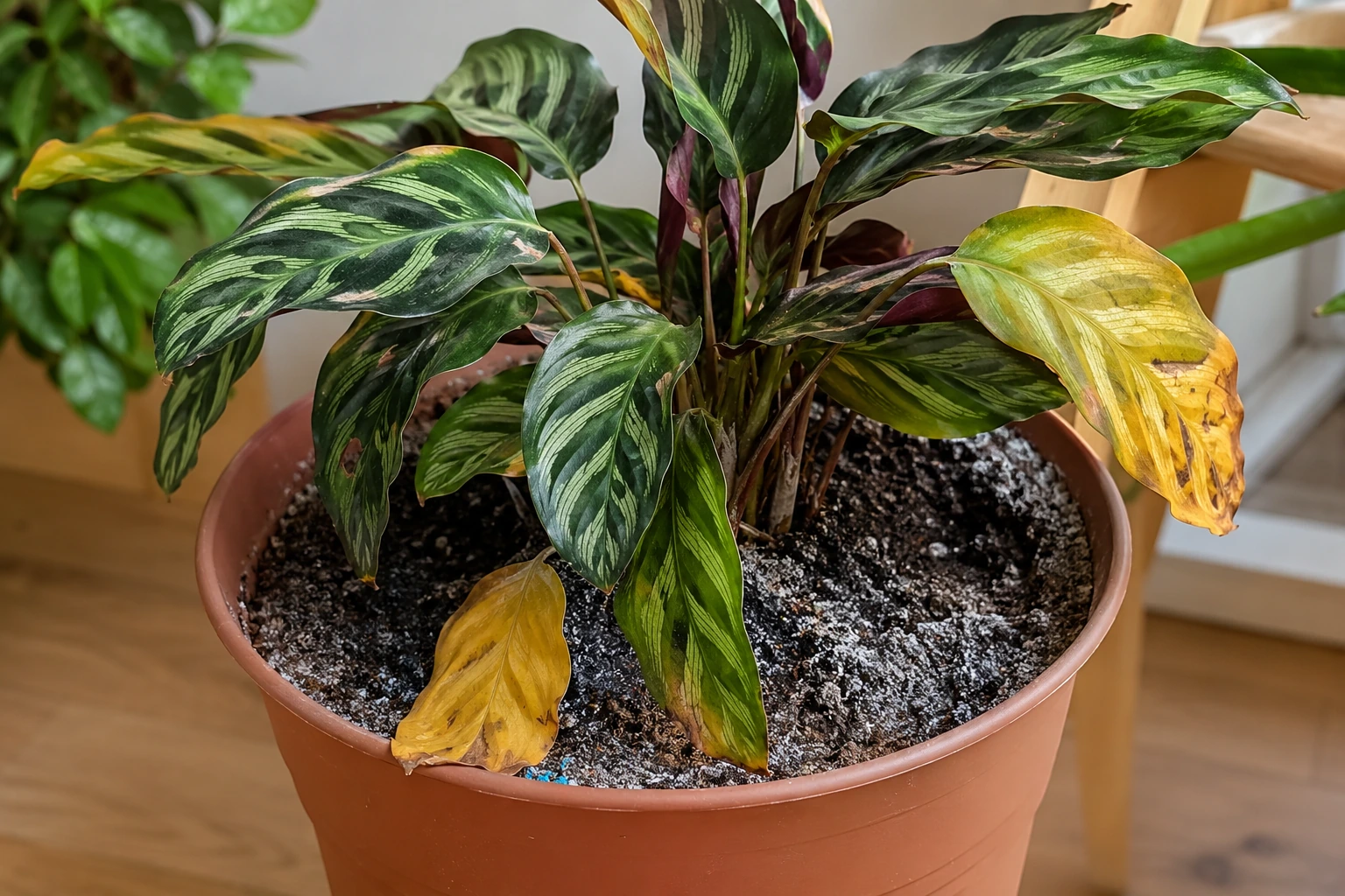 Cepellón de una calathea extraído de la maceta para comprobar raíces oscuras y dañadas