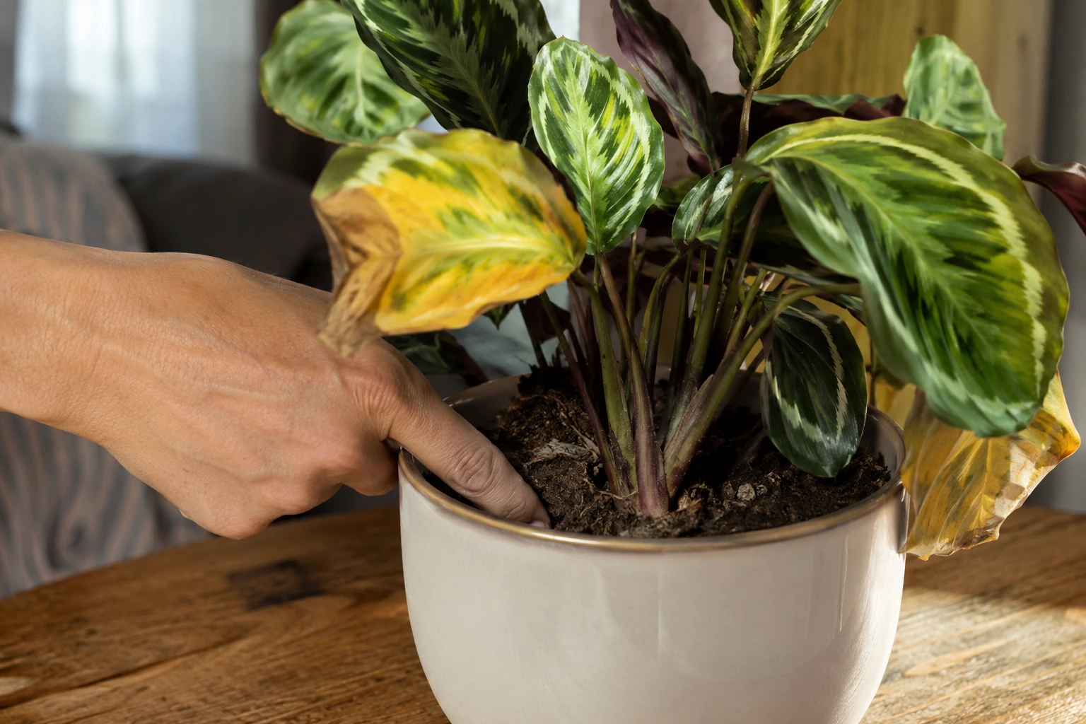 Calathea junto a una ventana con hojas amarillentas y decoloradas por exposición a sol directo intenso