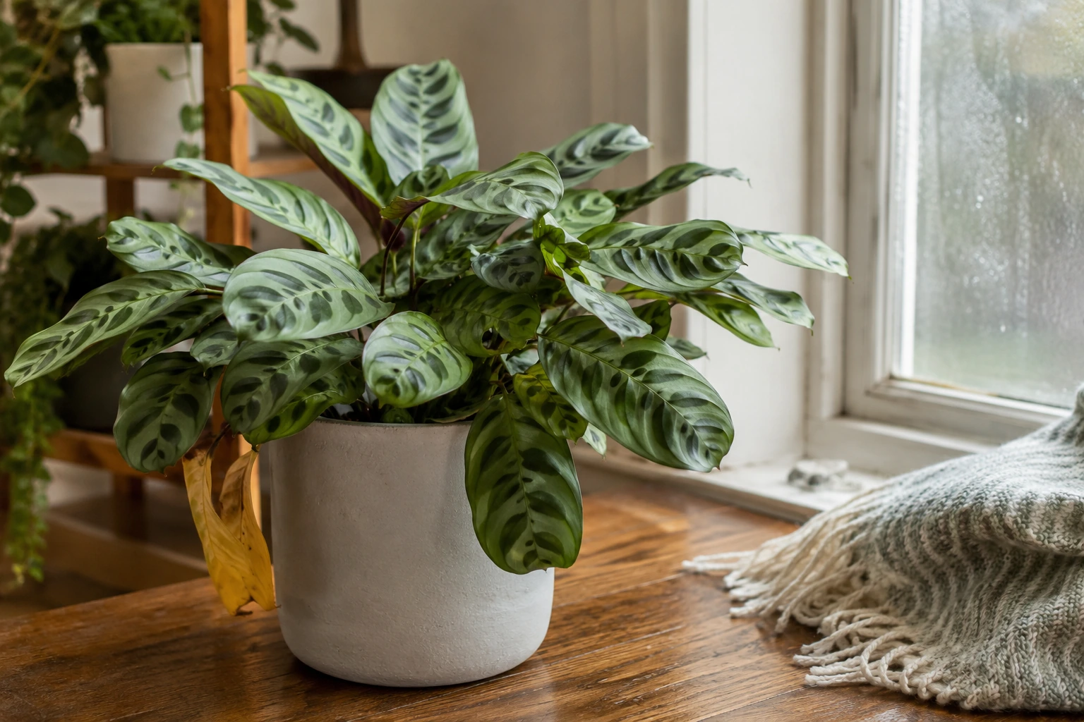 Calathea con una hoja inferior amarilla mientras el resto del follaje se mantiene verde y sano