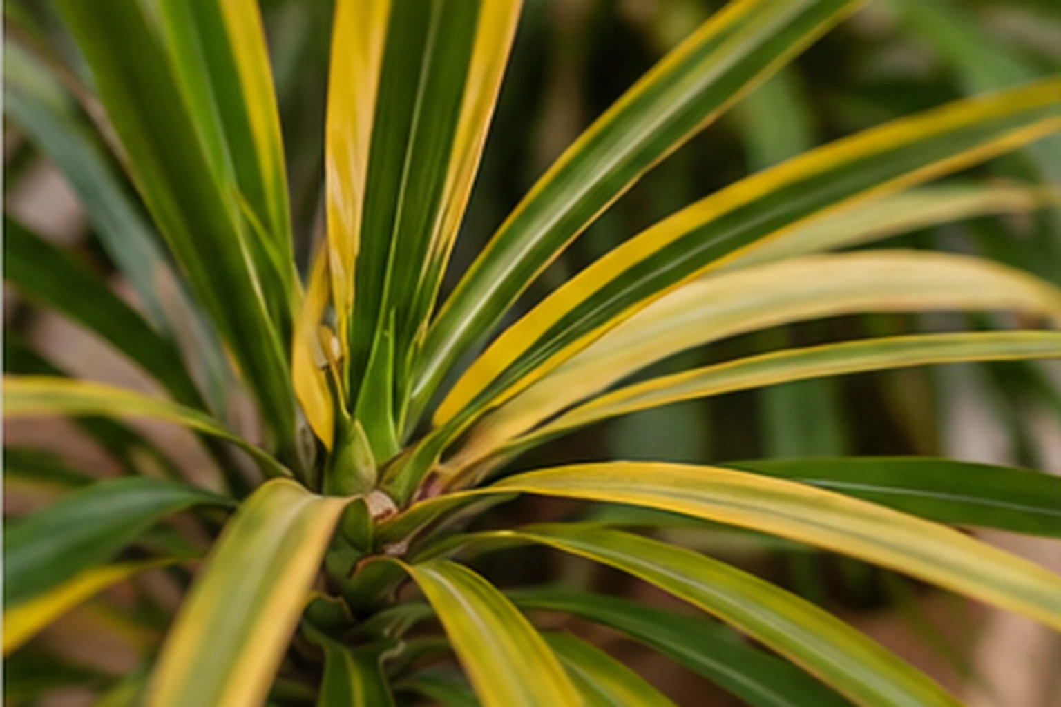 Drácena sana con una hoja inferior amarilla por envejecimiento natural