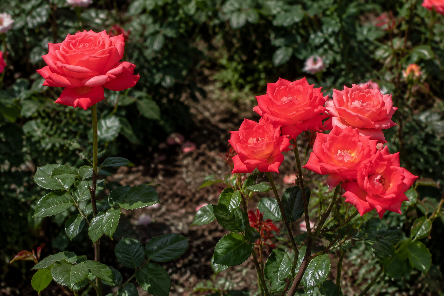 Rosa grande en un tallo individual junto a un grupo de rosas del mismo color agrupadas