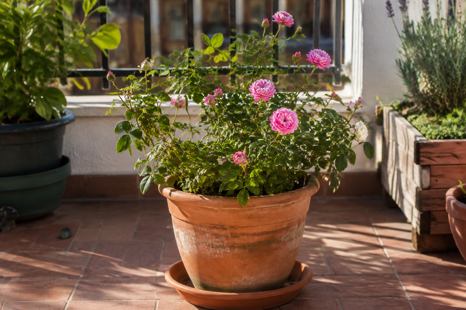 Rosal compacto de flores rosadas cultivado en una maceta de terracota