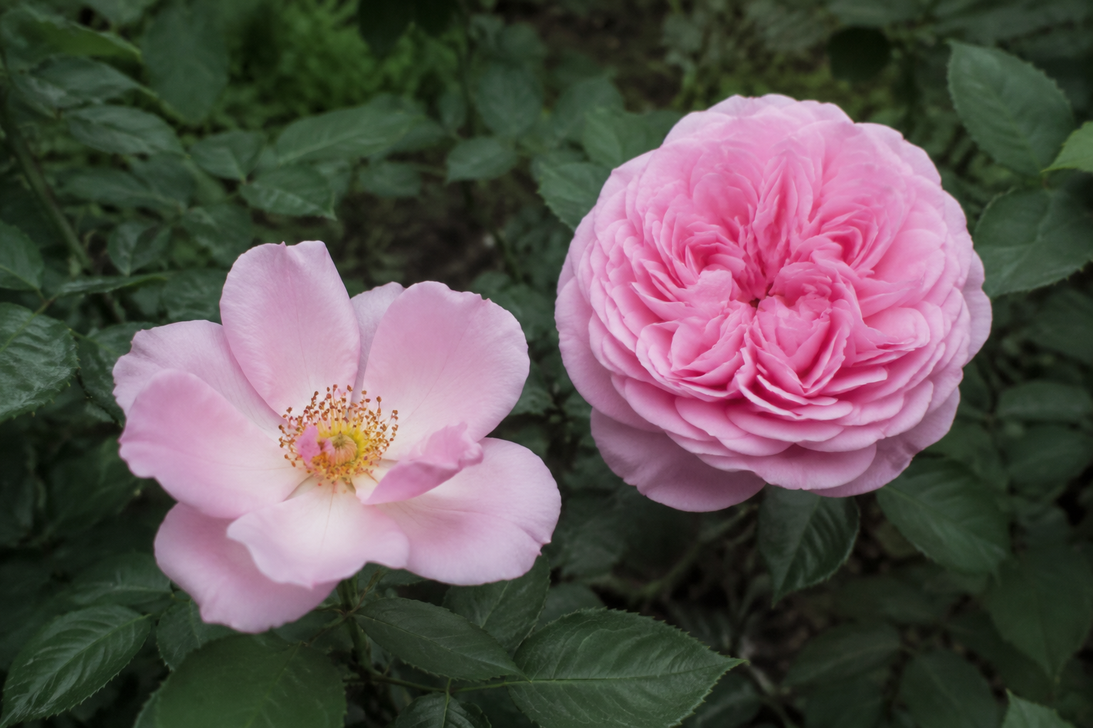 Rosa simple de centro visible junto a una rosa doble con numerosos pétalos