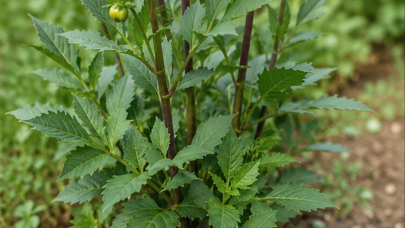 Planta de dalia con tallos ramificados y hojas verdes