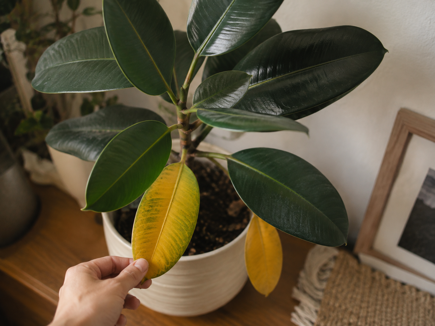 Ficus elastica con hojas amarillas siendo revisadas a mano en un interior luminoso