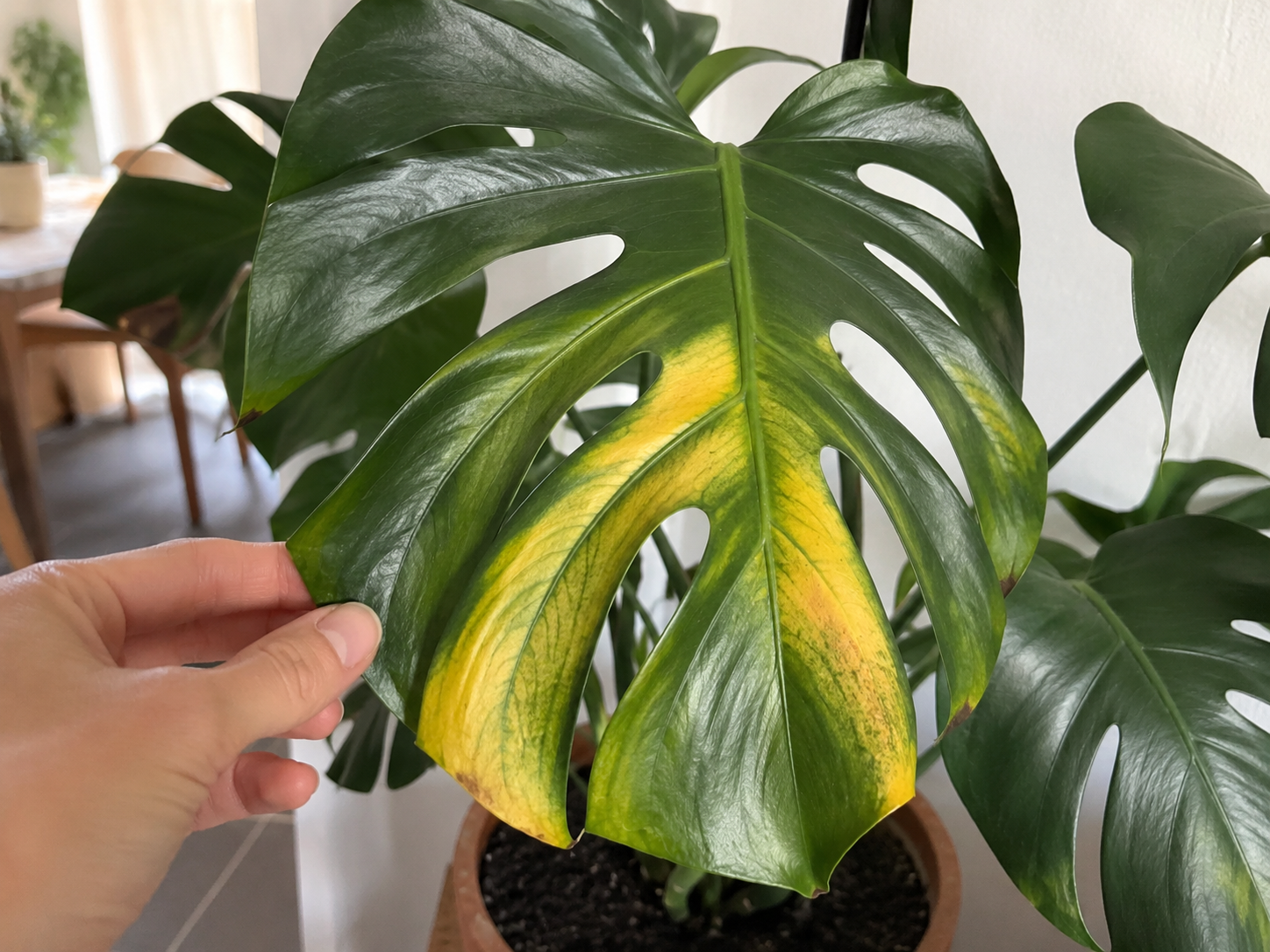 Monstera con una hoja amarilla siendo revisada a mano en un interior luminoso