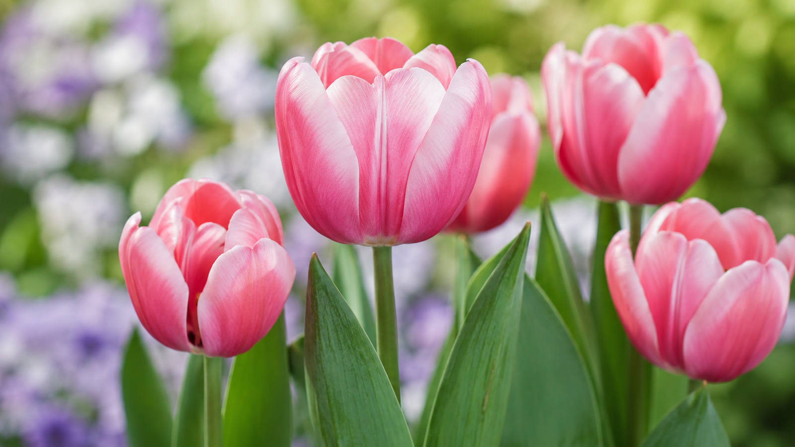 Tulipán rosa en flor con tallo y hojas verdes alargadas