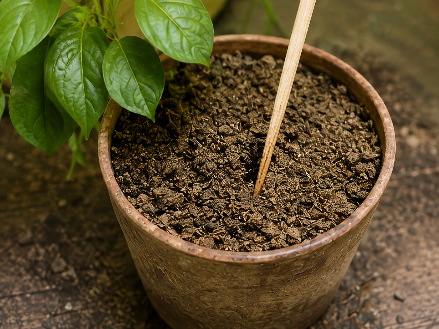 Maceta con sustrato seco y una planta de interior mostrando que necesita riego
